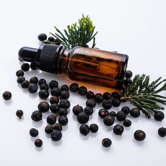 What is Juniper Essential Oil Good For 5 Benefits of Juniper Berry Oil