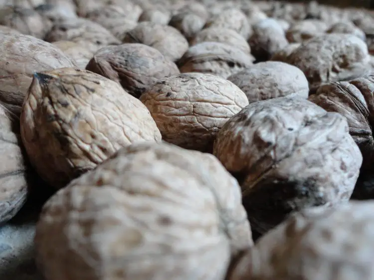 pile of walnuts