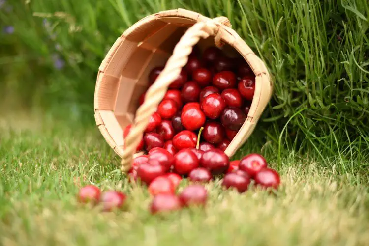 Do cherries give you diarrhea?