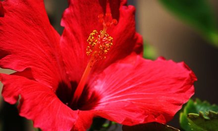 Hibiscus Hair Masks (for Softer, Stronger Hair)