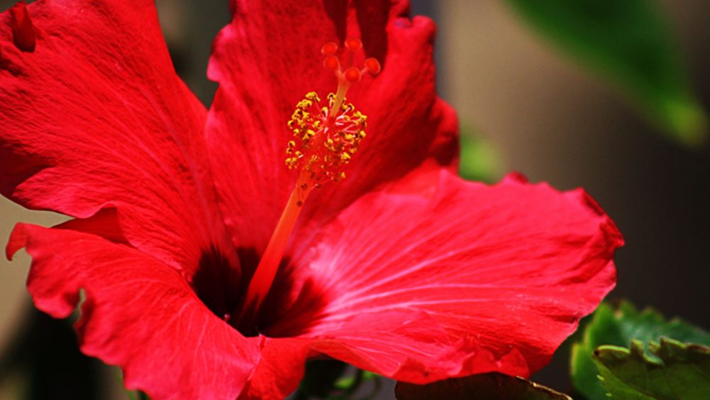 Hibiscus Hair Masks (for Softer, Stronger Hair)