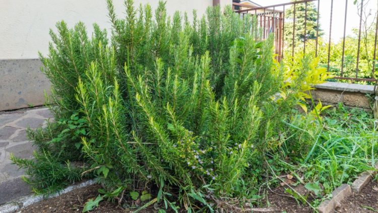 Rosemary Water For Hair Growth (what It Is, How To Make It, And What The Science Actually Says)